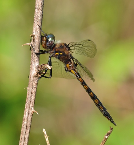 Male
2010_05_18_Chattooga